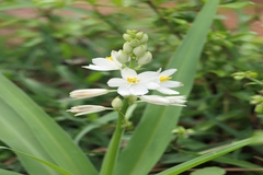 Chlorophytum tuberosum